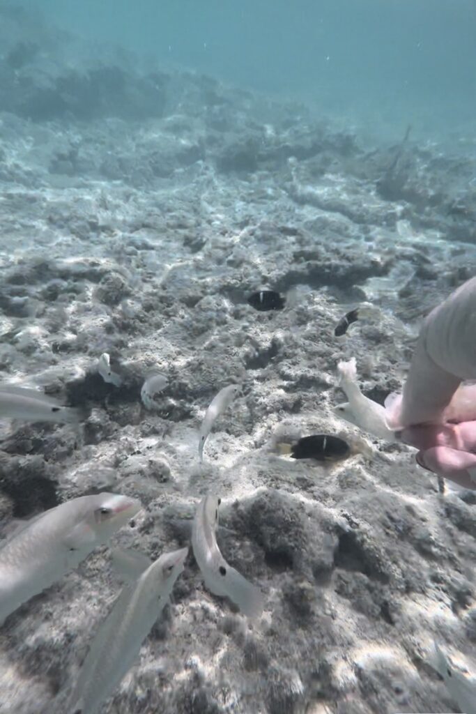 はての浜の写真