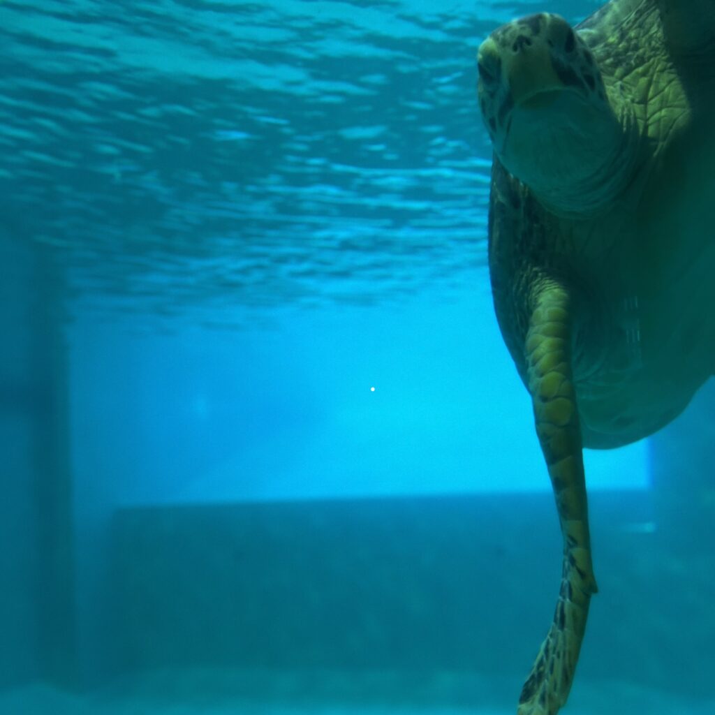 ウミガメさんこんにちわ