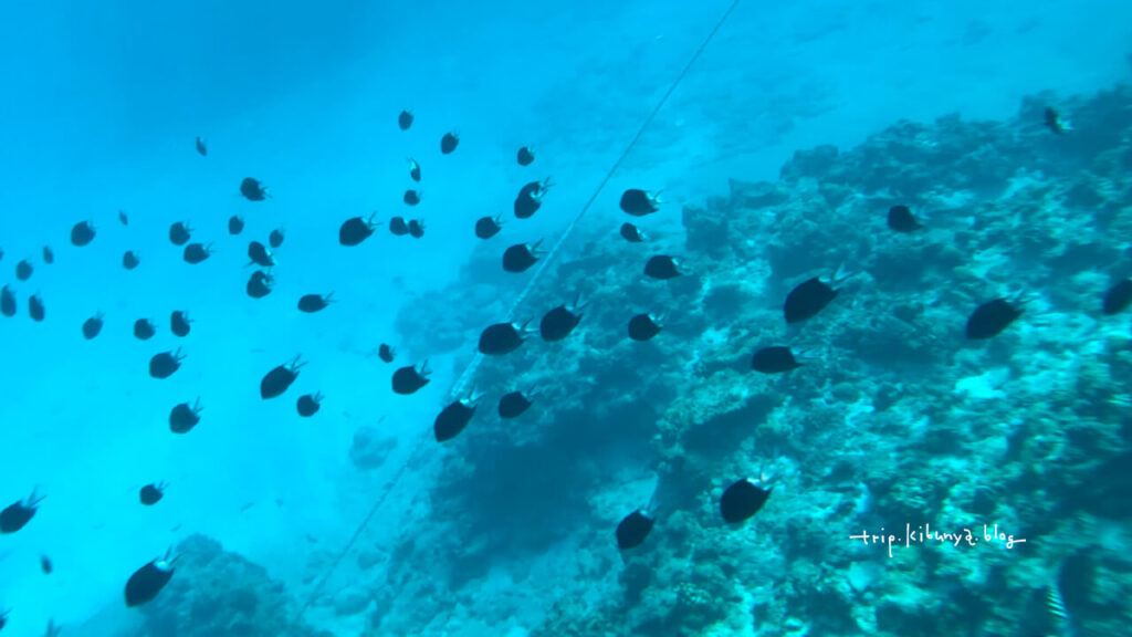 慶良間諸島の魚群